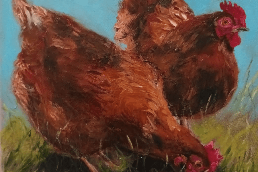 Irish Art Rescue Hens, Rhode Island Red Hens having breakfast